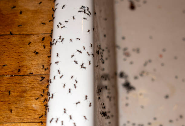 Best Best Pest Control Companies  in Wchester, IN