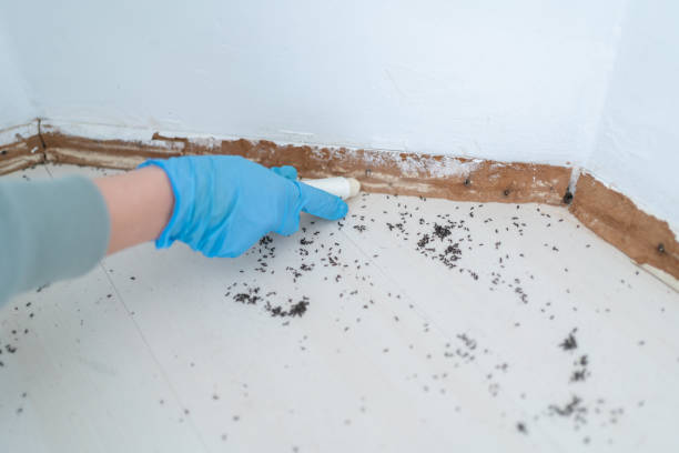 Best Wasp Removal Services  in Wchester, IN